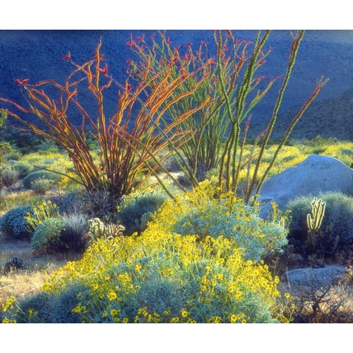 California, Anza-Borrego Blooming Ocotillo